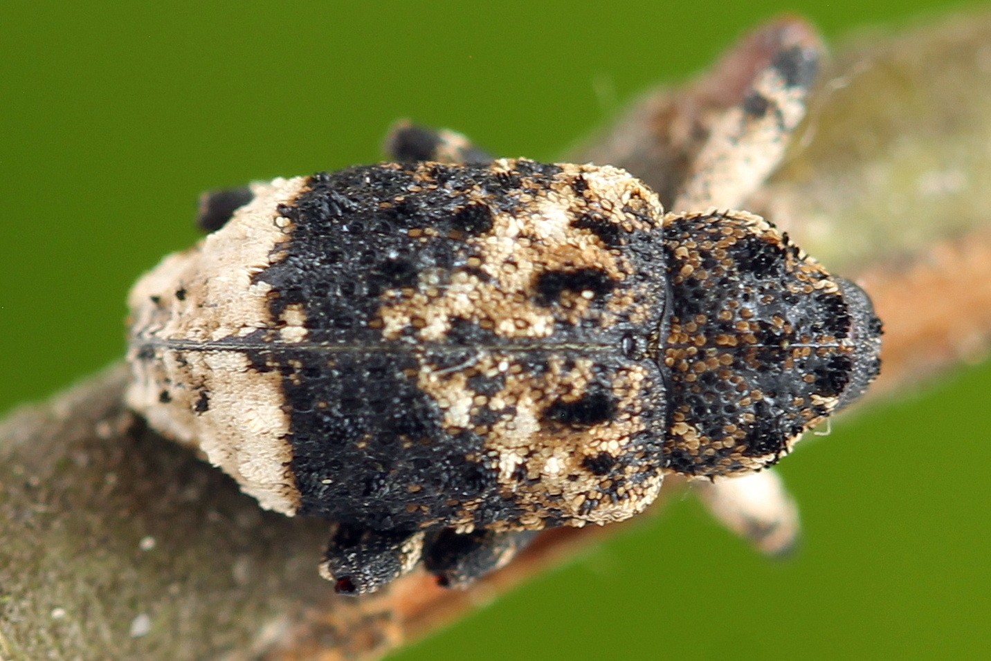 Cryptorhynchus lapathi