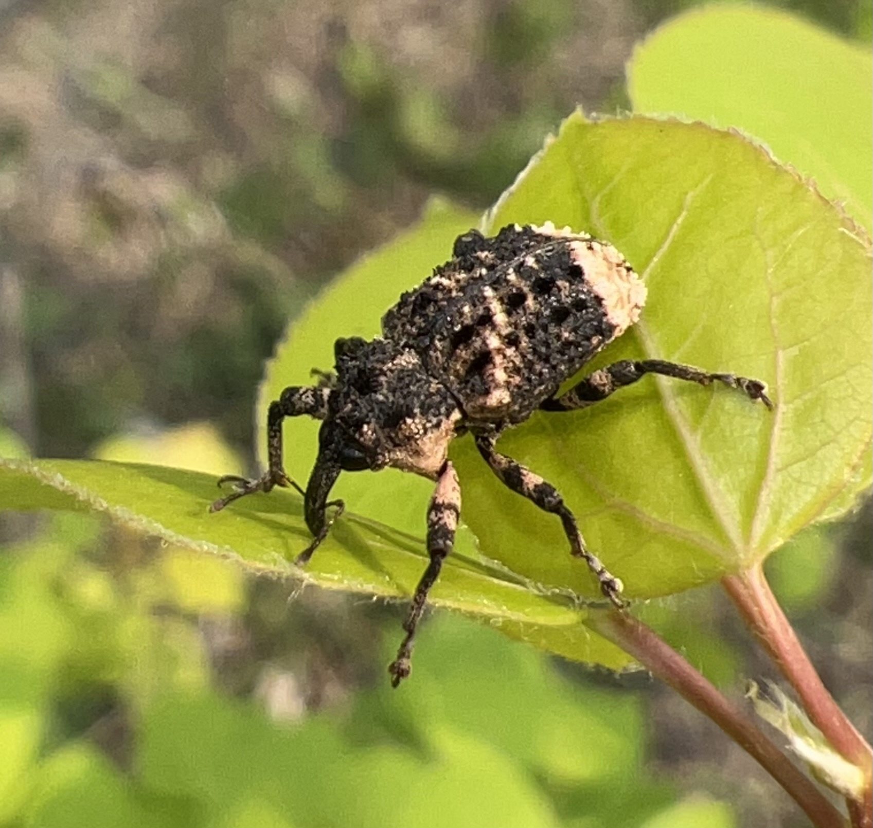 Cryptorhynchus lapathi