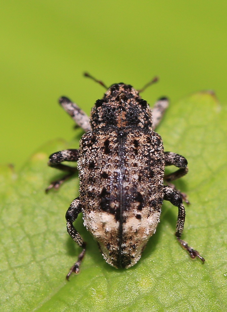 Cryptorhynchus lapathi