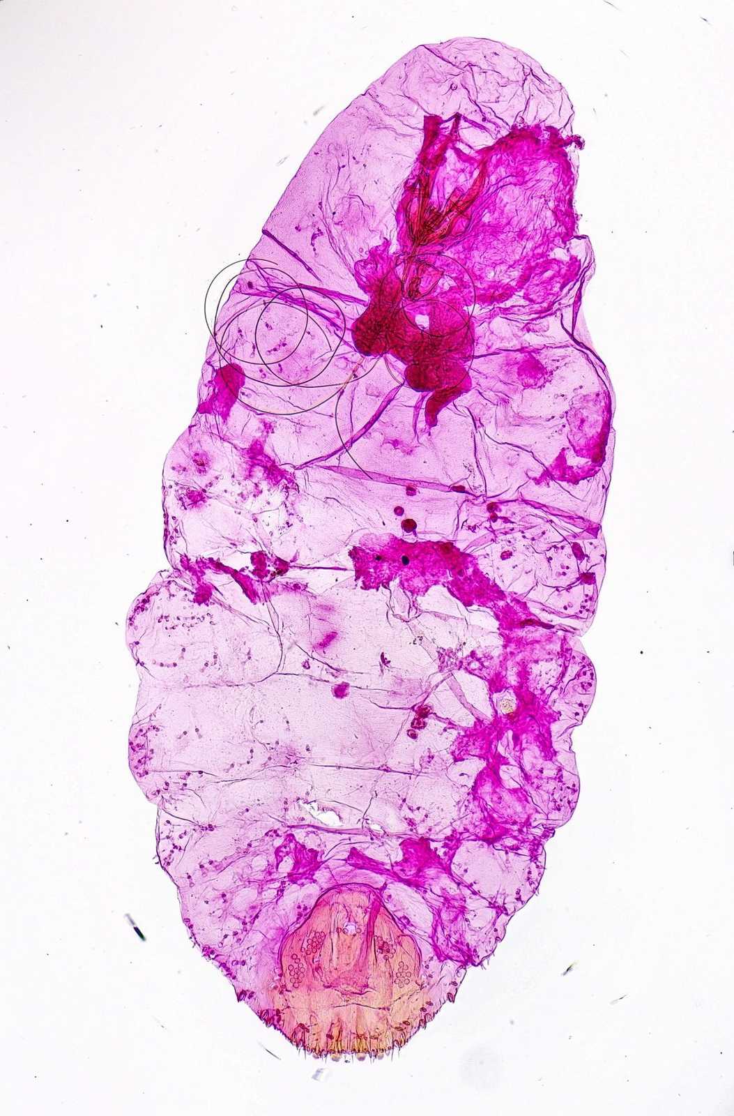 Lepidosaphes newsteadi