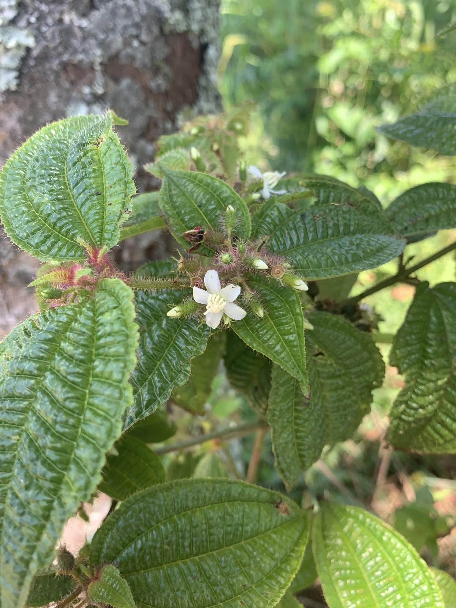 Miconia crenata