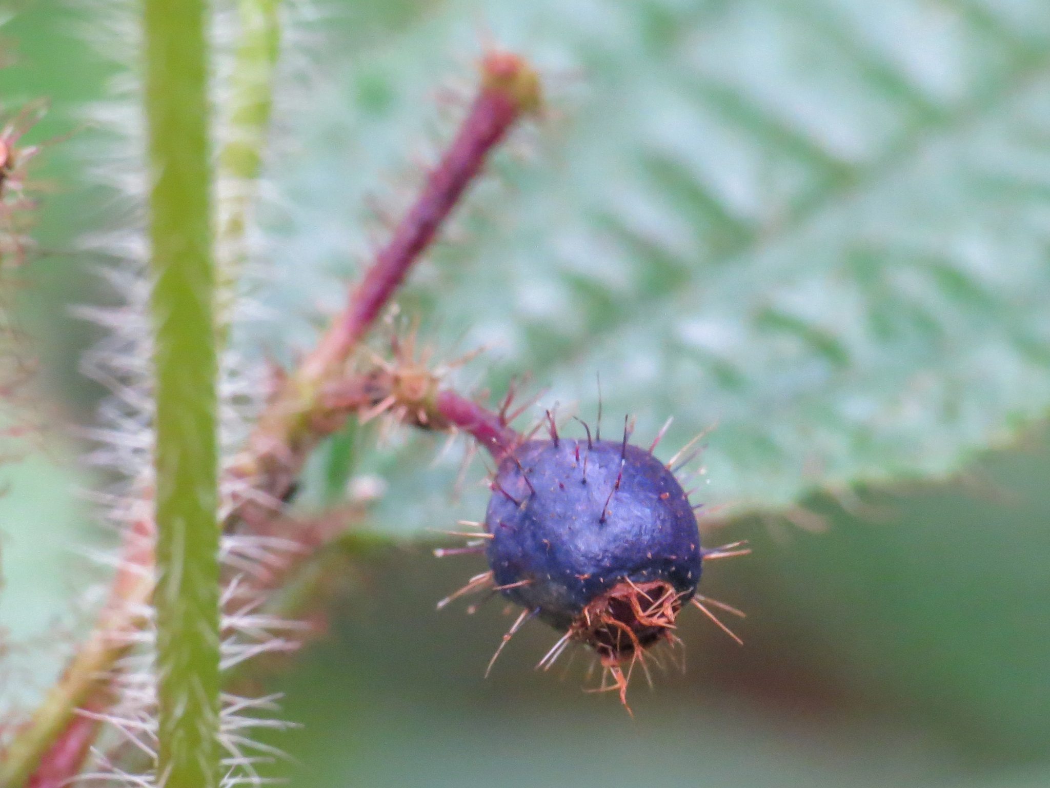 Miconia crenata