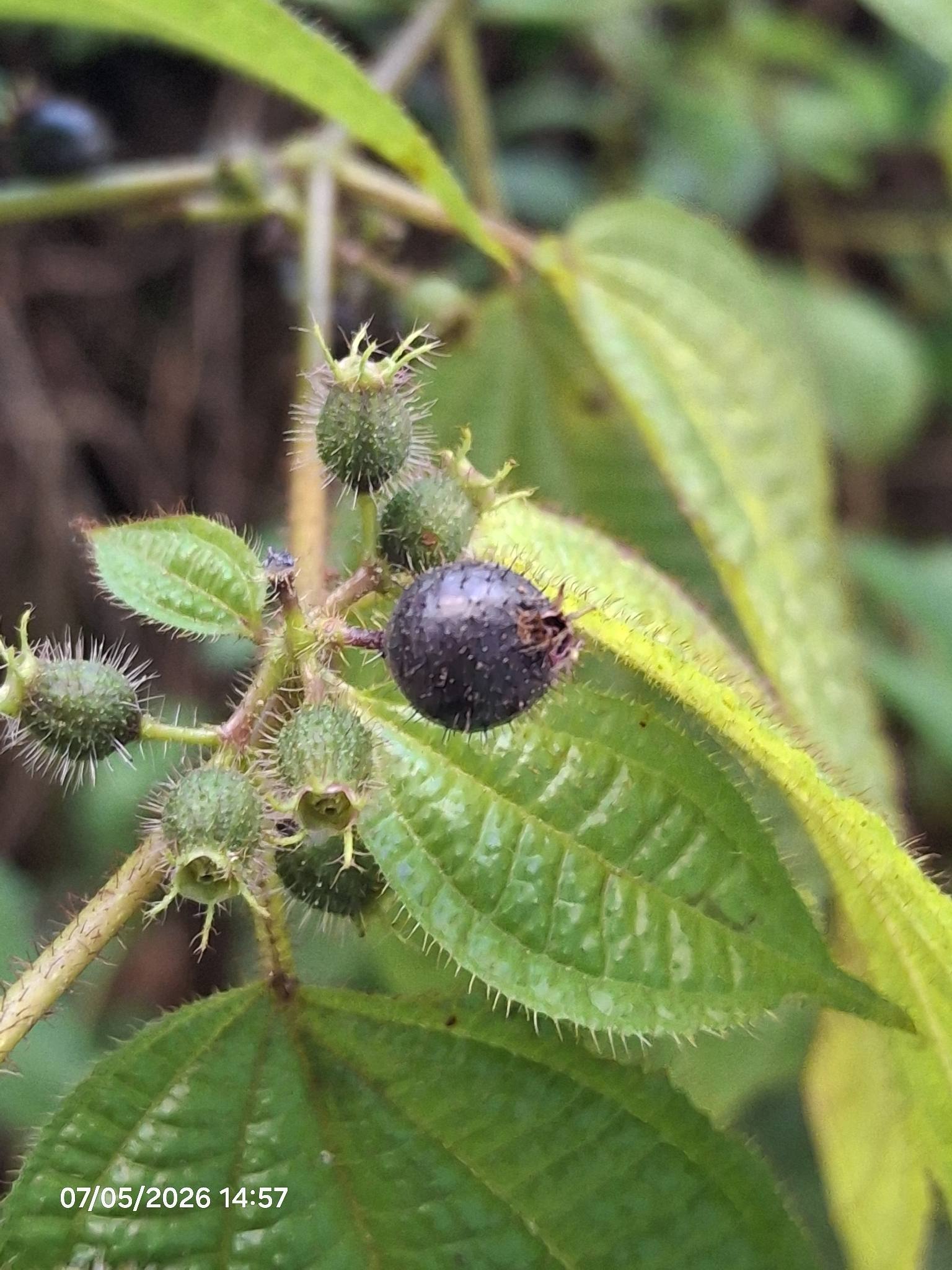 Miconia crenata