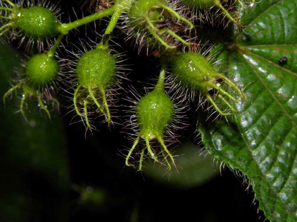 Miconia crenata