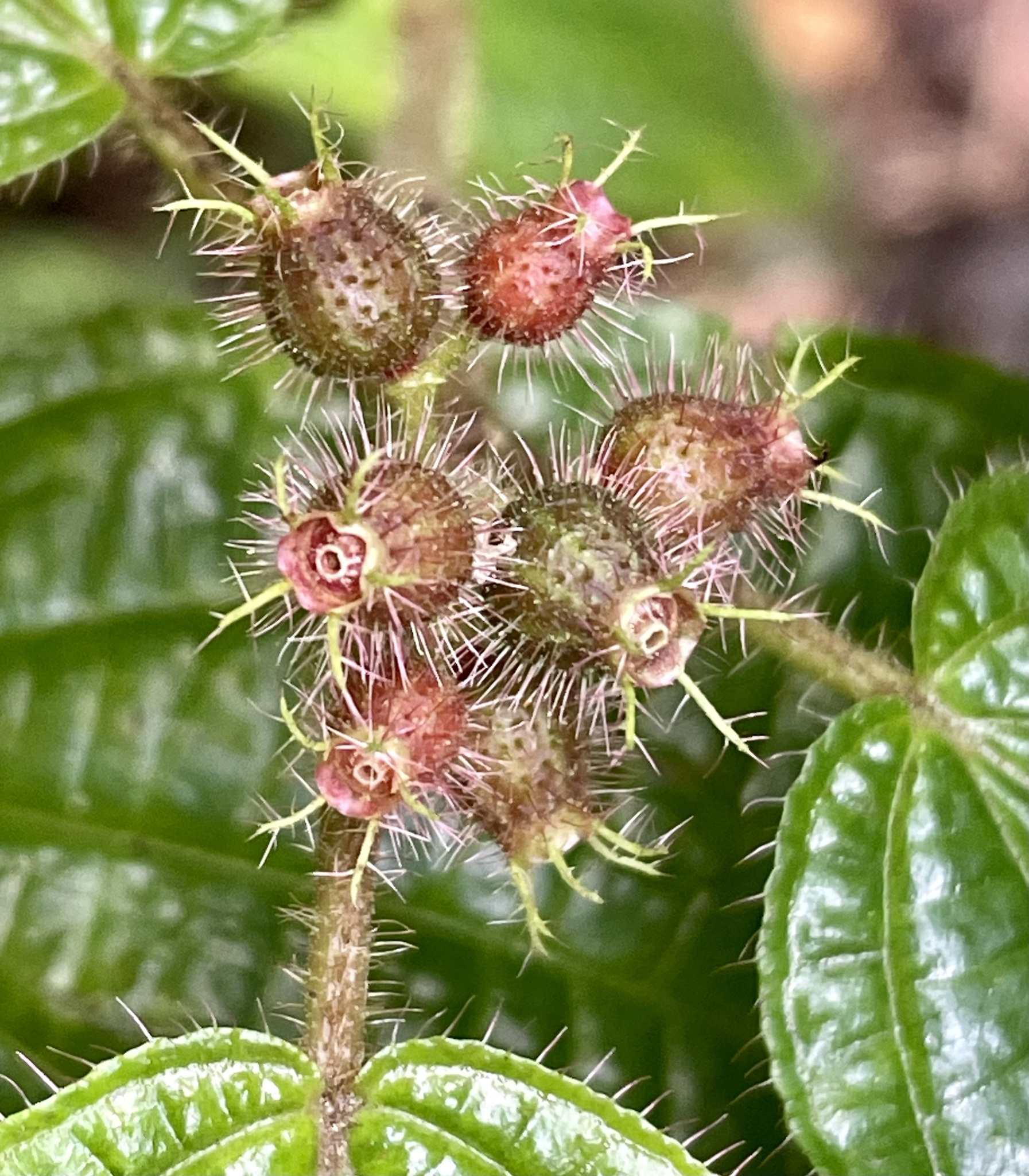 Miconia crenata