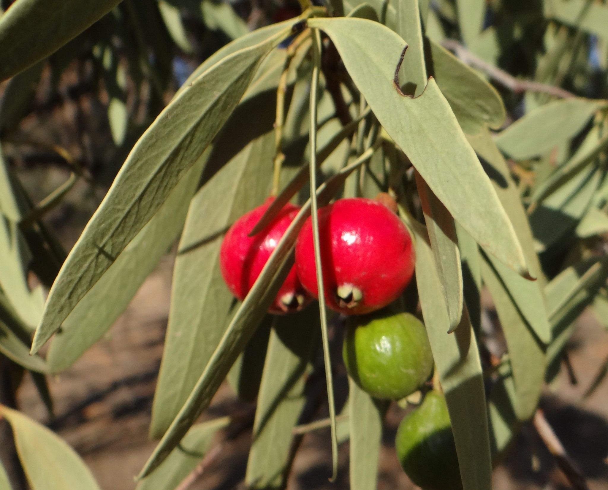 Santalum acuminatum