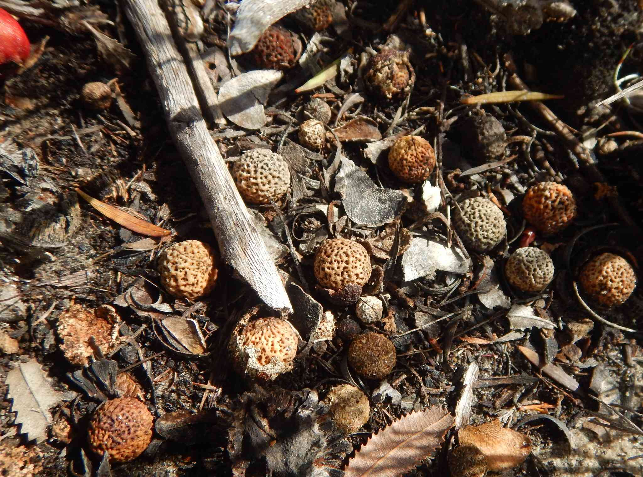 Santalum acuminatum