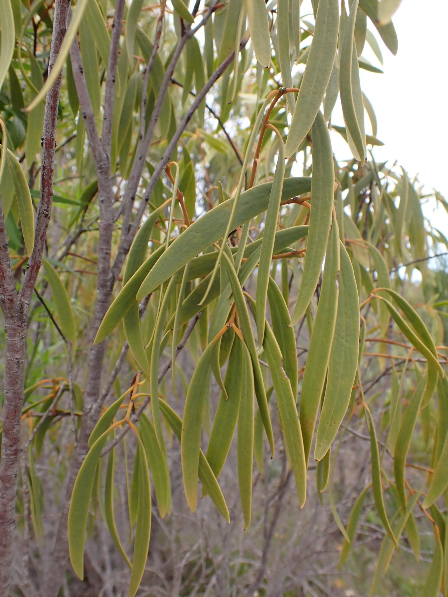 Santalum acuminatum