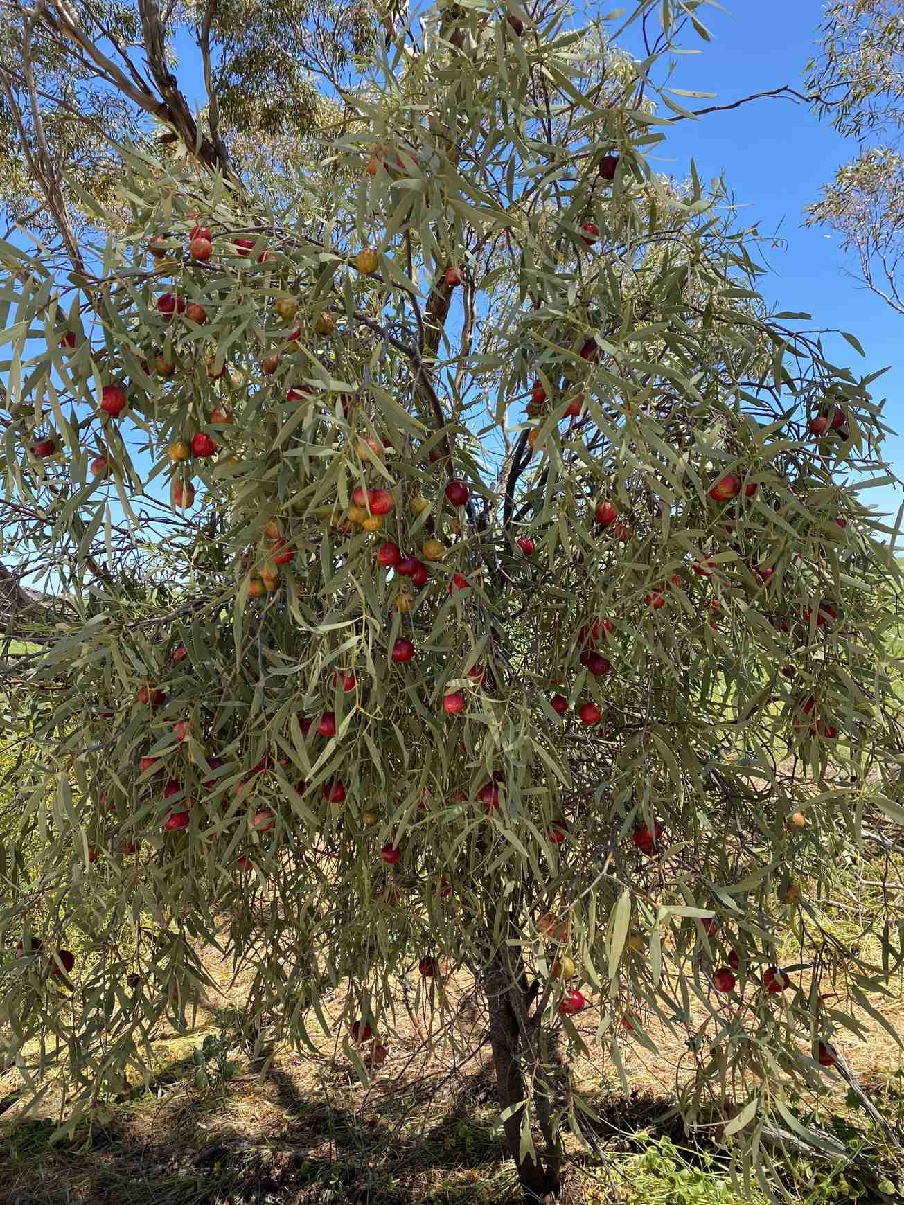 Santalum acuminatum