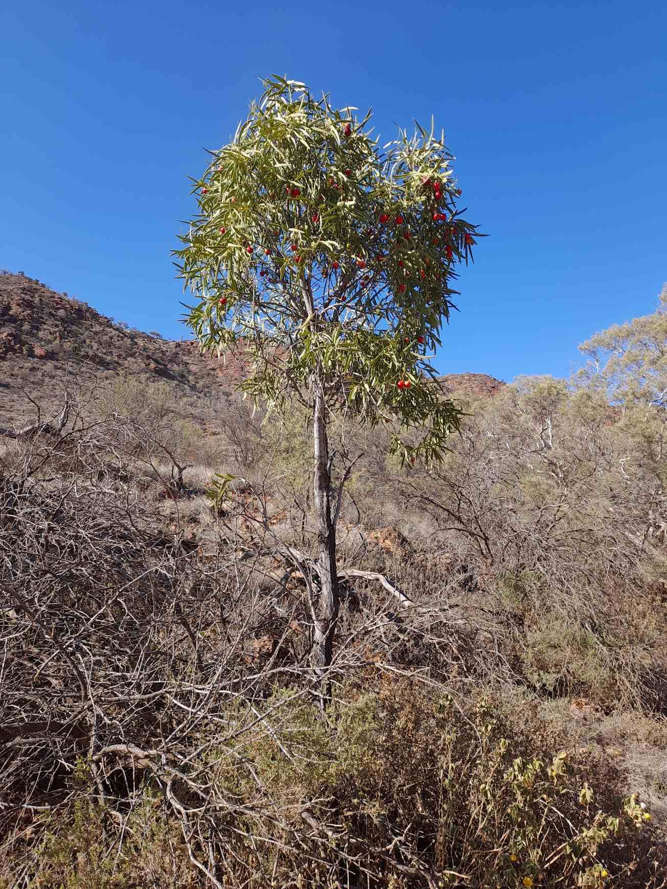 Santalum acuminatum