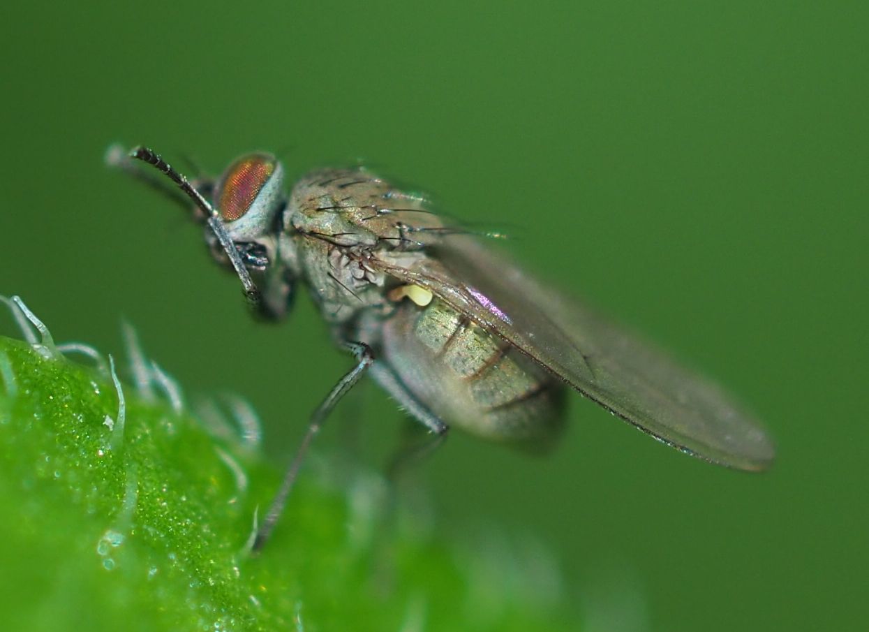 Hydrellia griseola