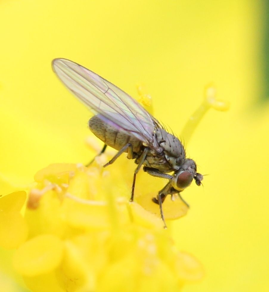 Hydrellia griseola