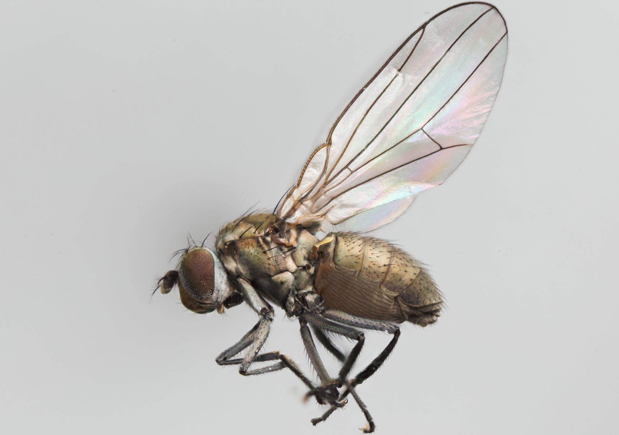 Hydrellia griseola