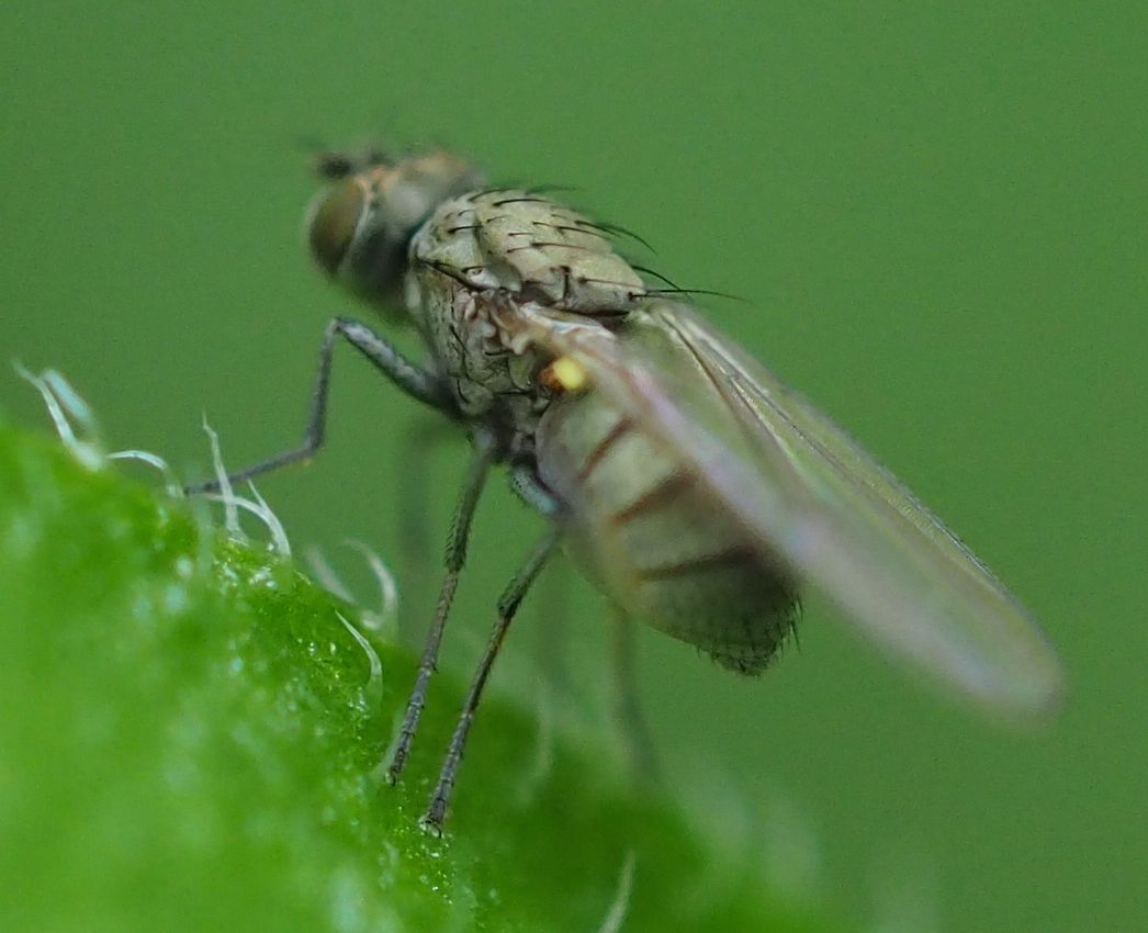 Hydrellia griseola