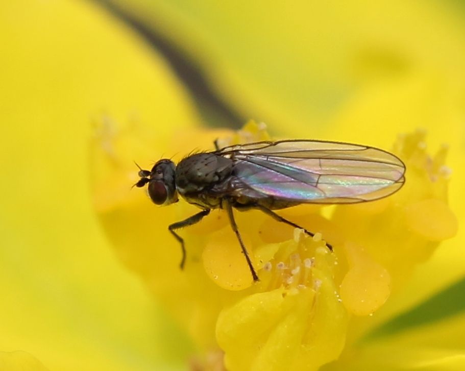 Hydrellia griseola