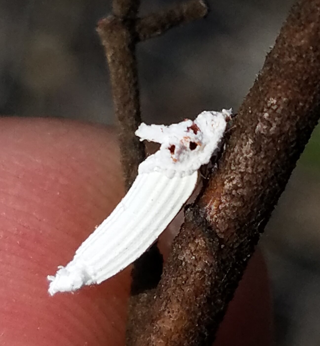 Crypticerya