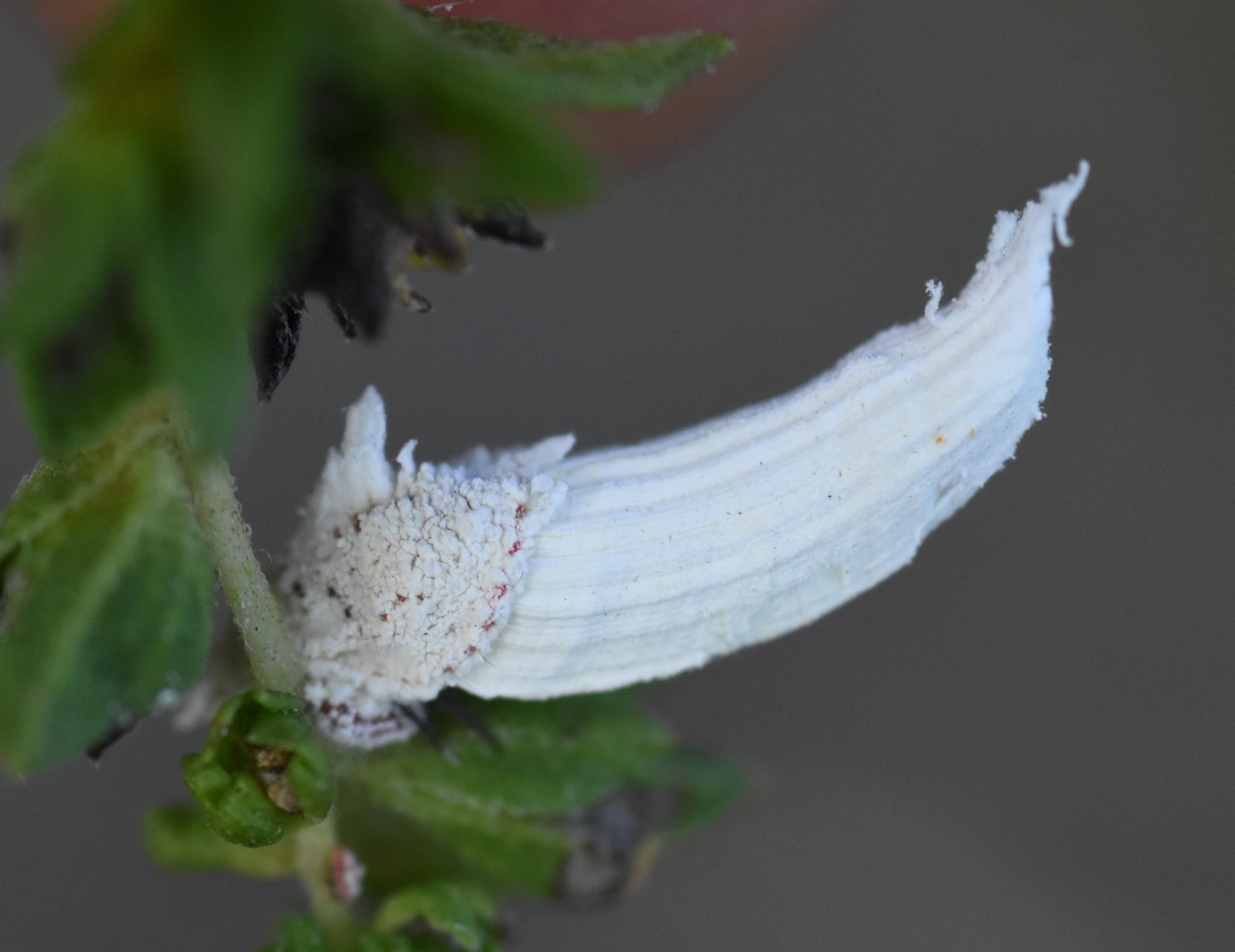 Crypticerya
