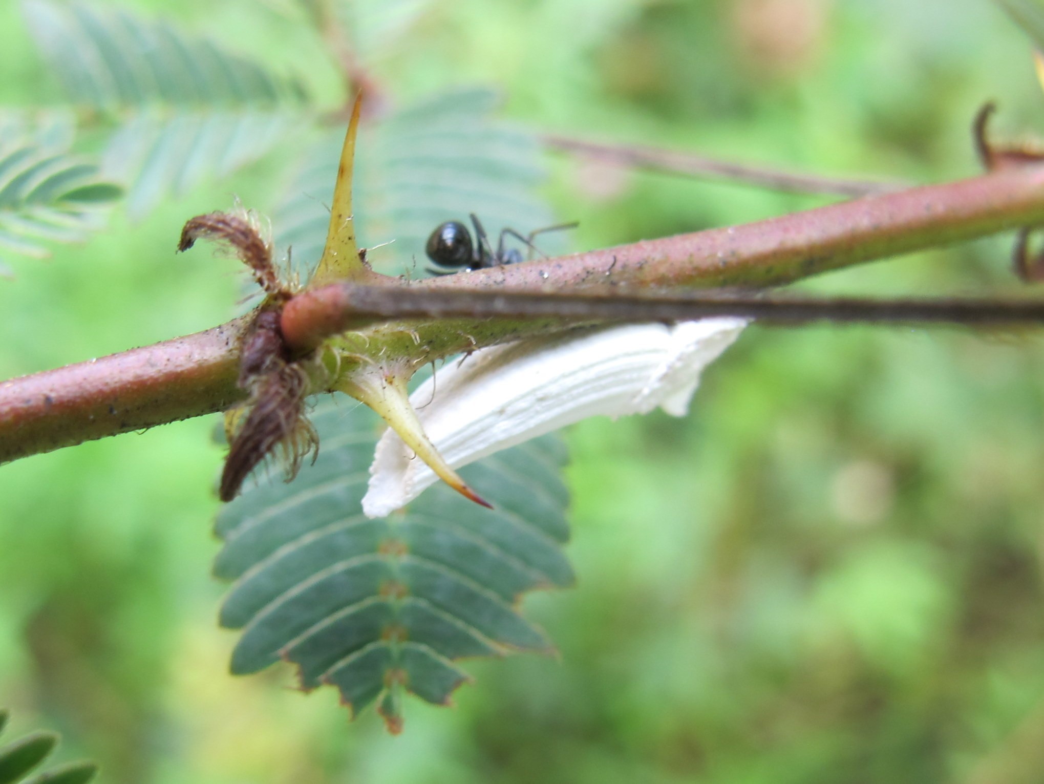 Crypticerya