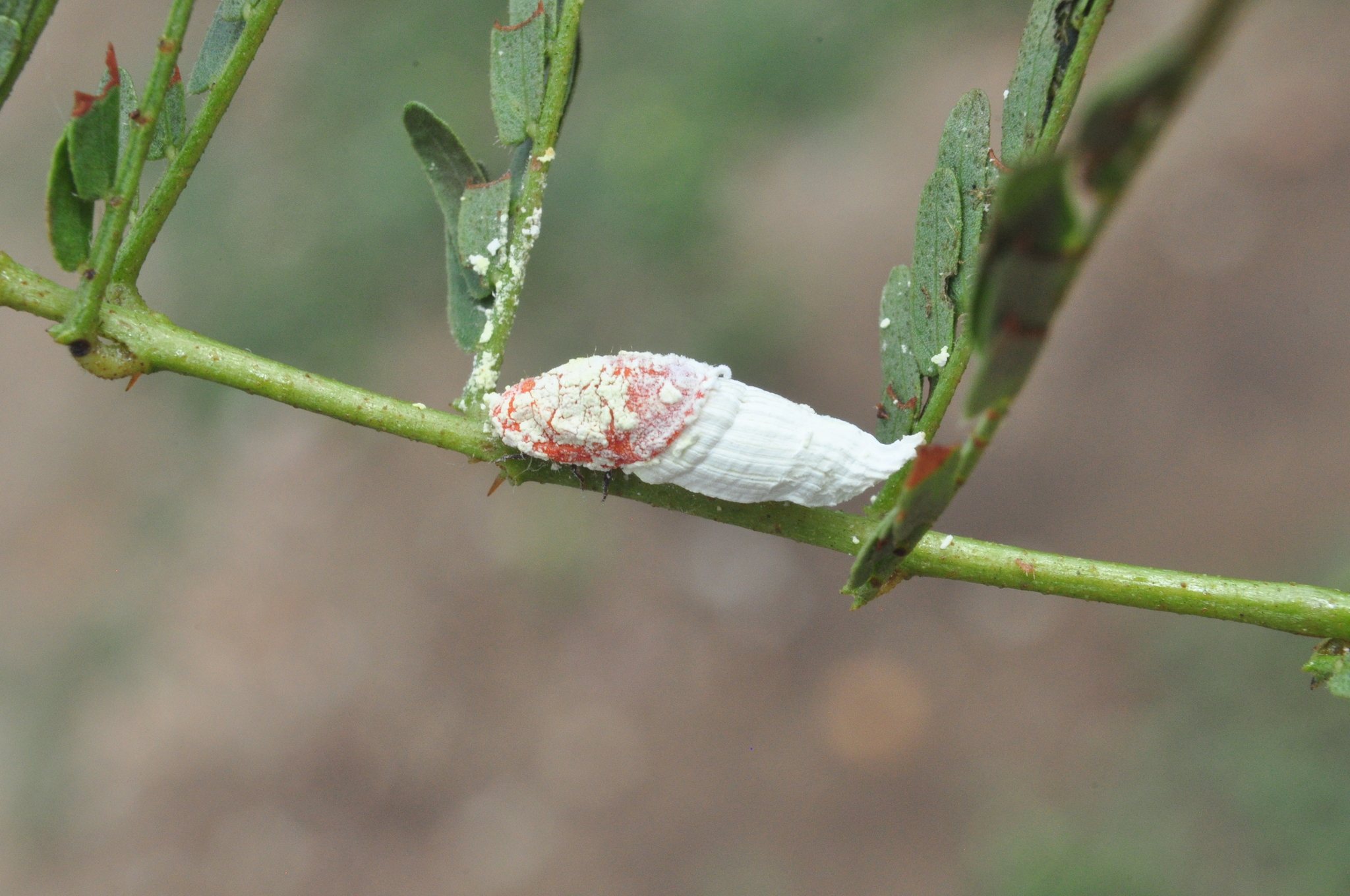 Crypticerya