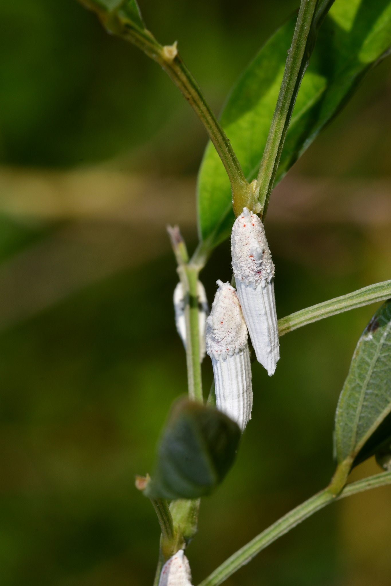 Crypticerya