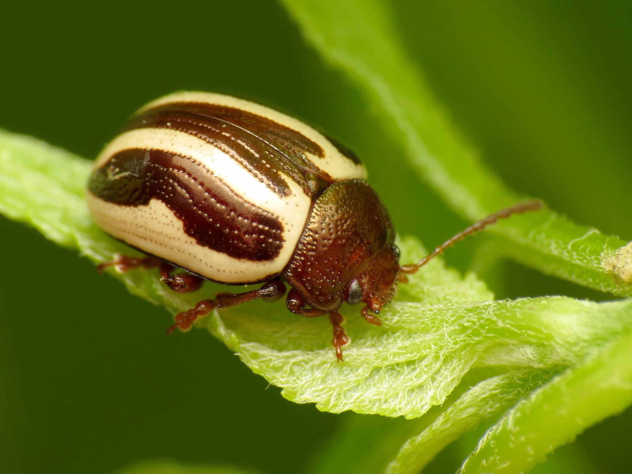 Calligrapha bidenticola