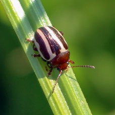 Calligrapha bidenticola