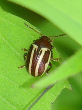 Calligrapha bidenticola
