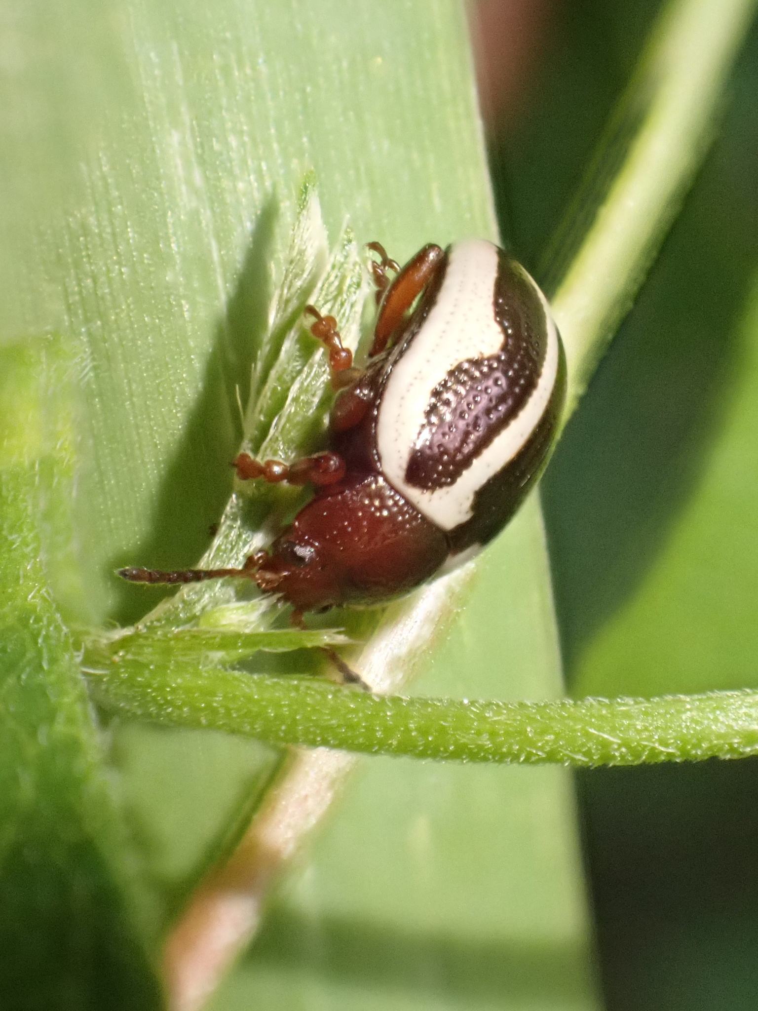Calligrapha bidenticola