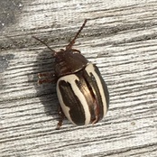 Calligrapha bidenticola