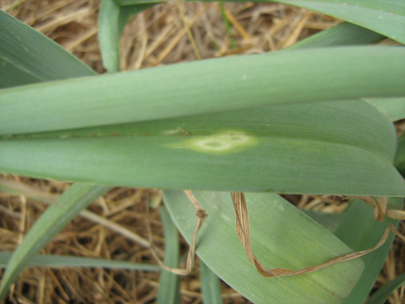 Orthotospovirus iridimaculaflavi
