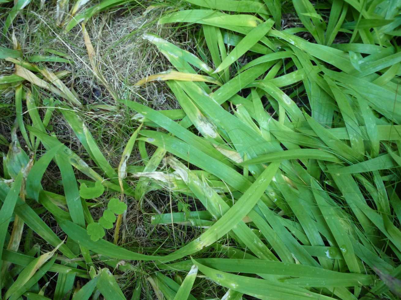 Orthotospovirus iridimaculaflavi