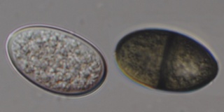Diplodia natalensis