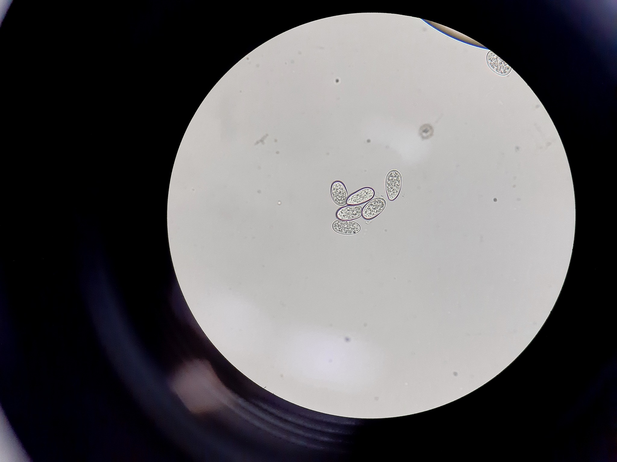 Diplodia natalensis
