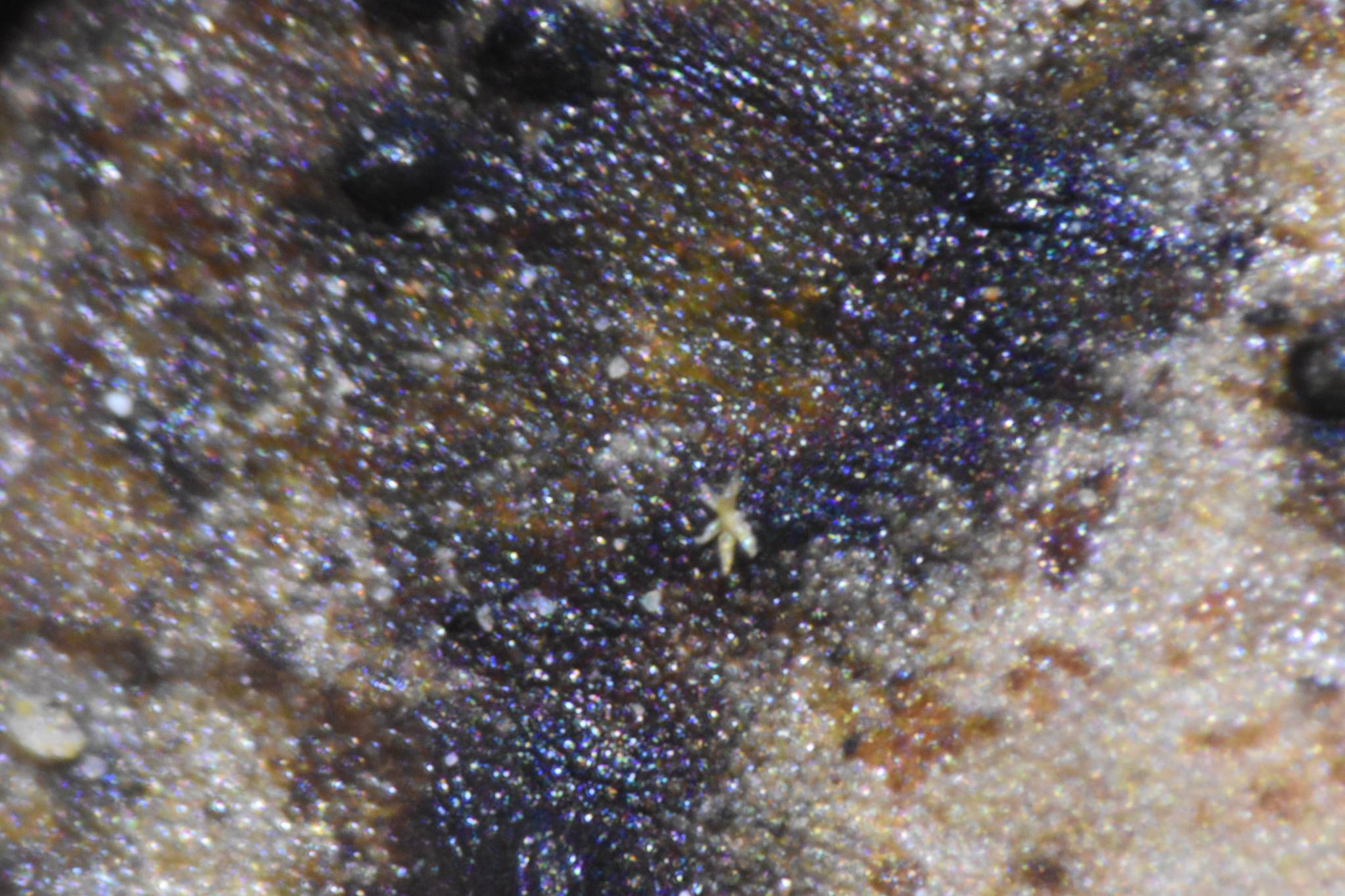 Diplodia natalensis