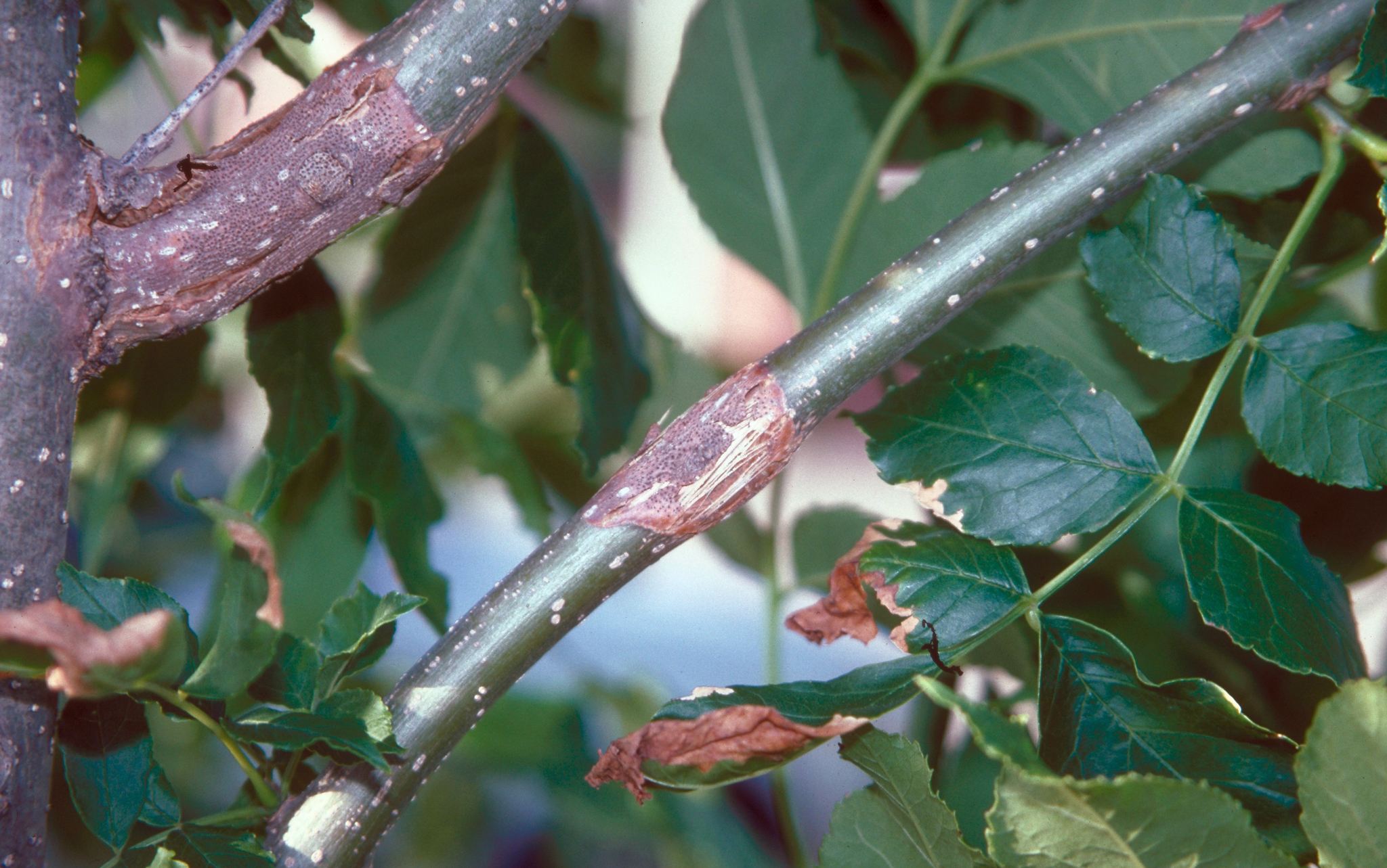 Diplodia natalensis