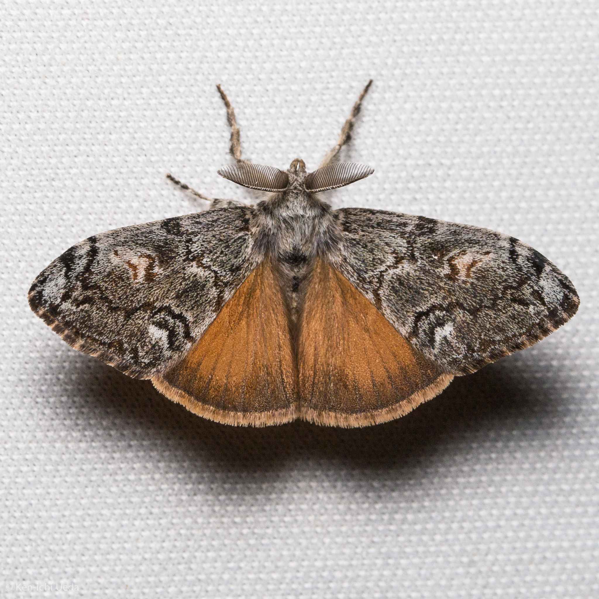 Orgyia pseudotsugata