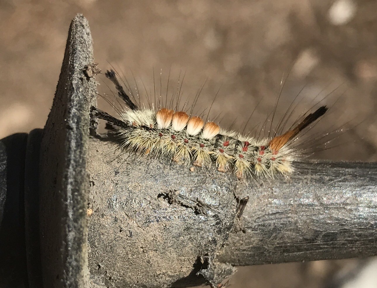 Orgyia pseudotsugata