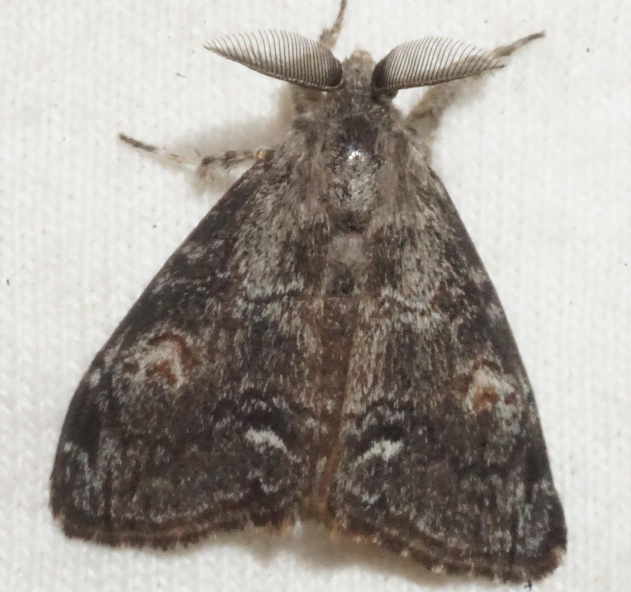 Orgyia pseudotsugata