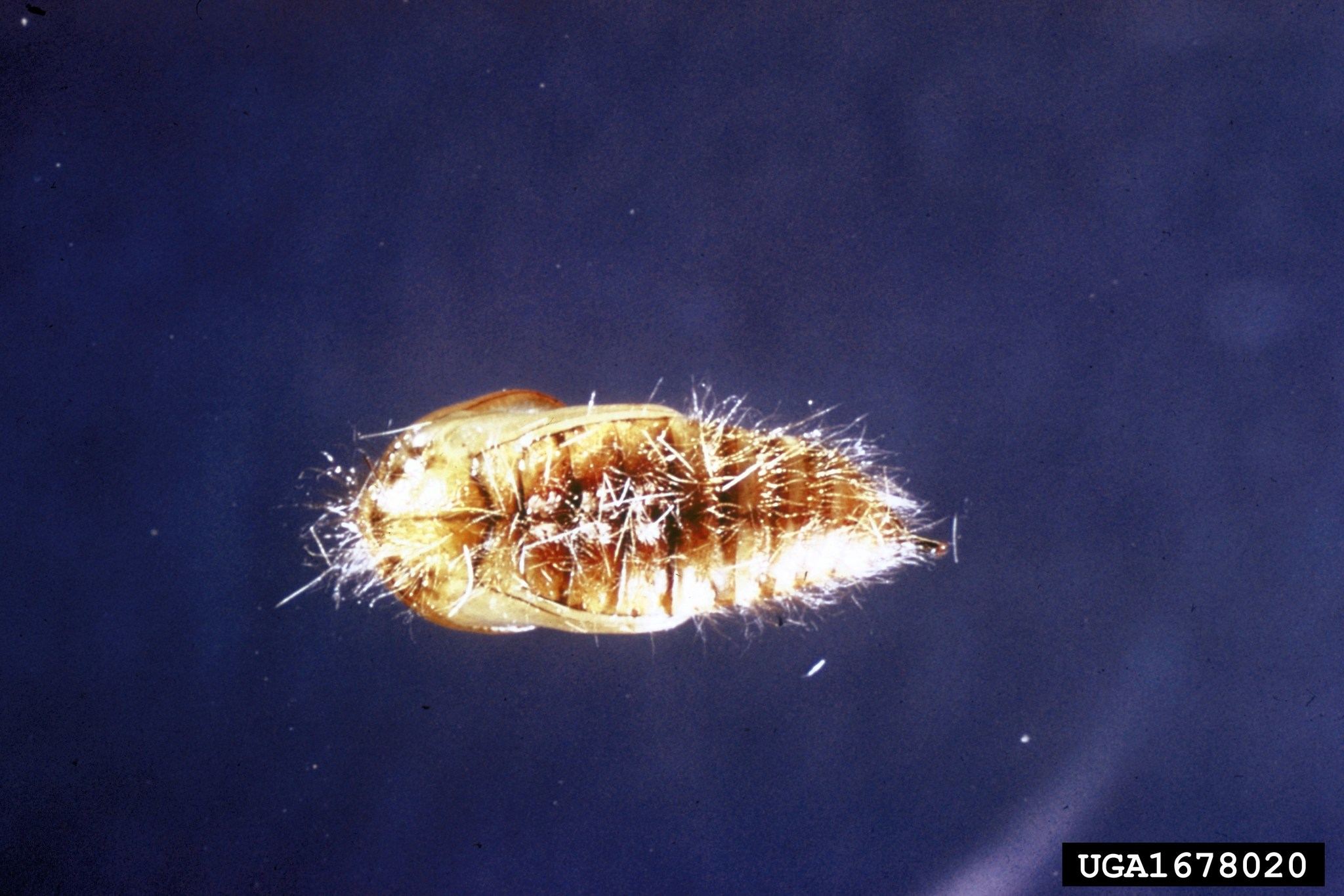 Orgyia pseudotsugata