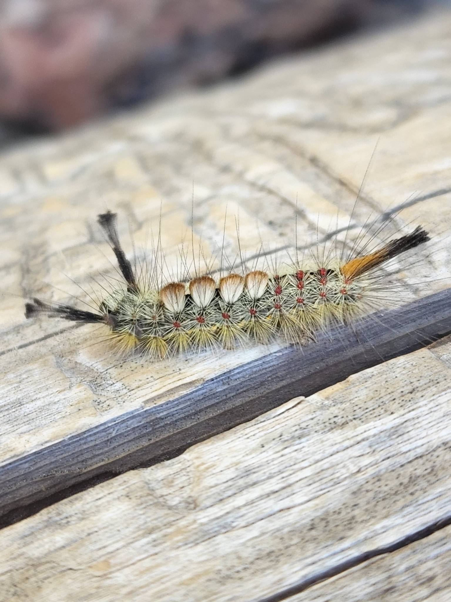 Orgyia pseudotsugata