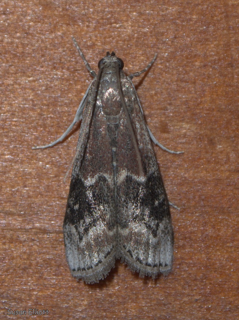 Euzophera semifuneralis