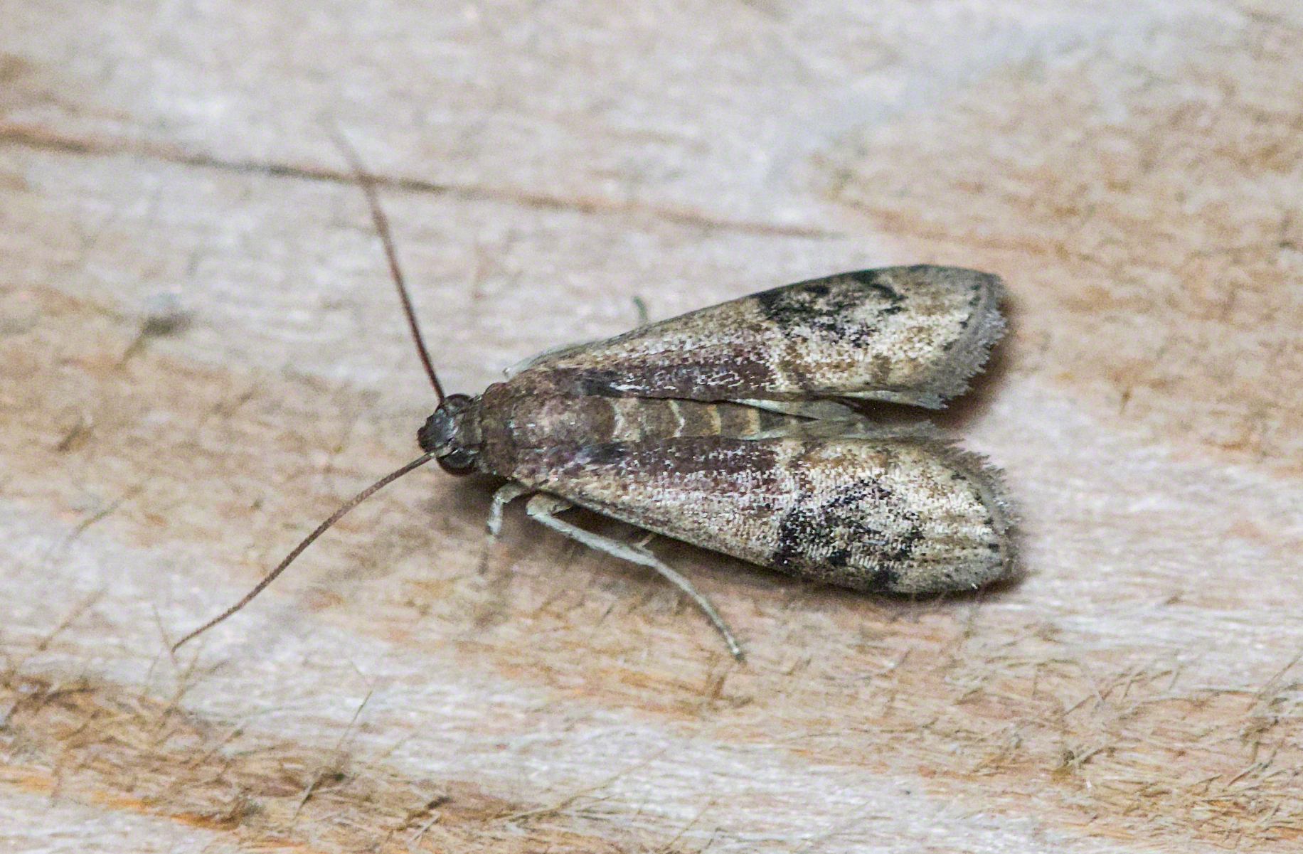 Euzophera semifuneralis