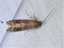 Euzophera semifuneralis