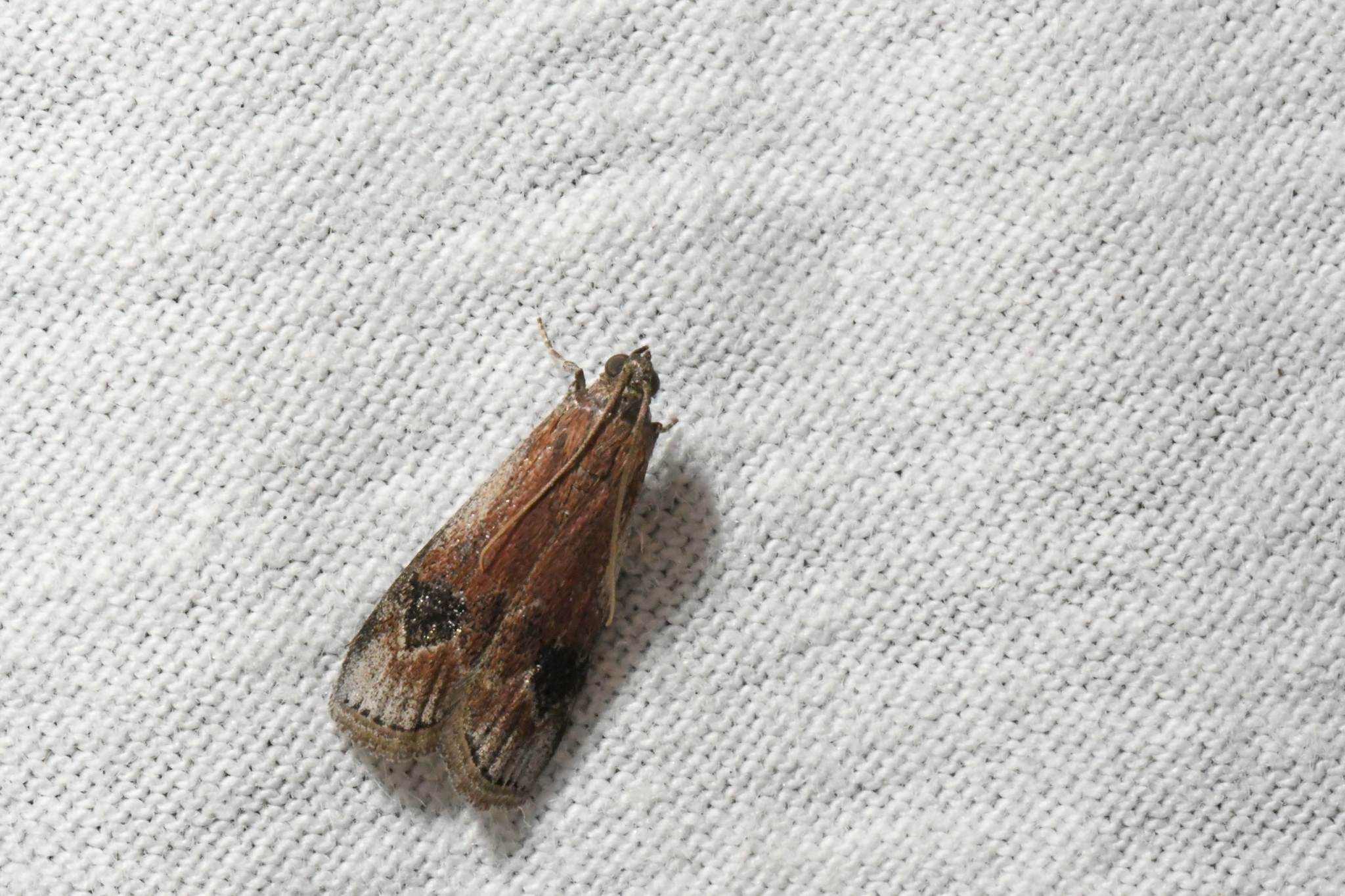 Euzophera semifuneralis