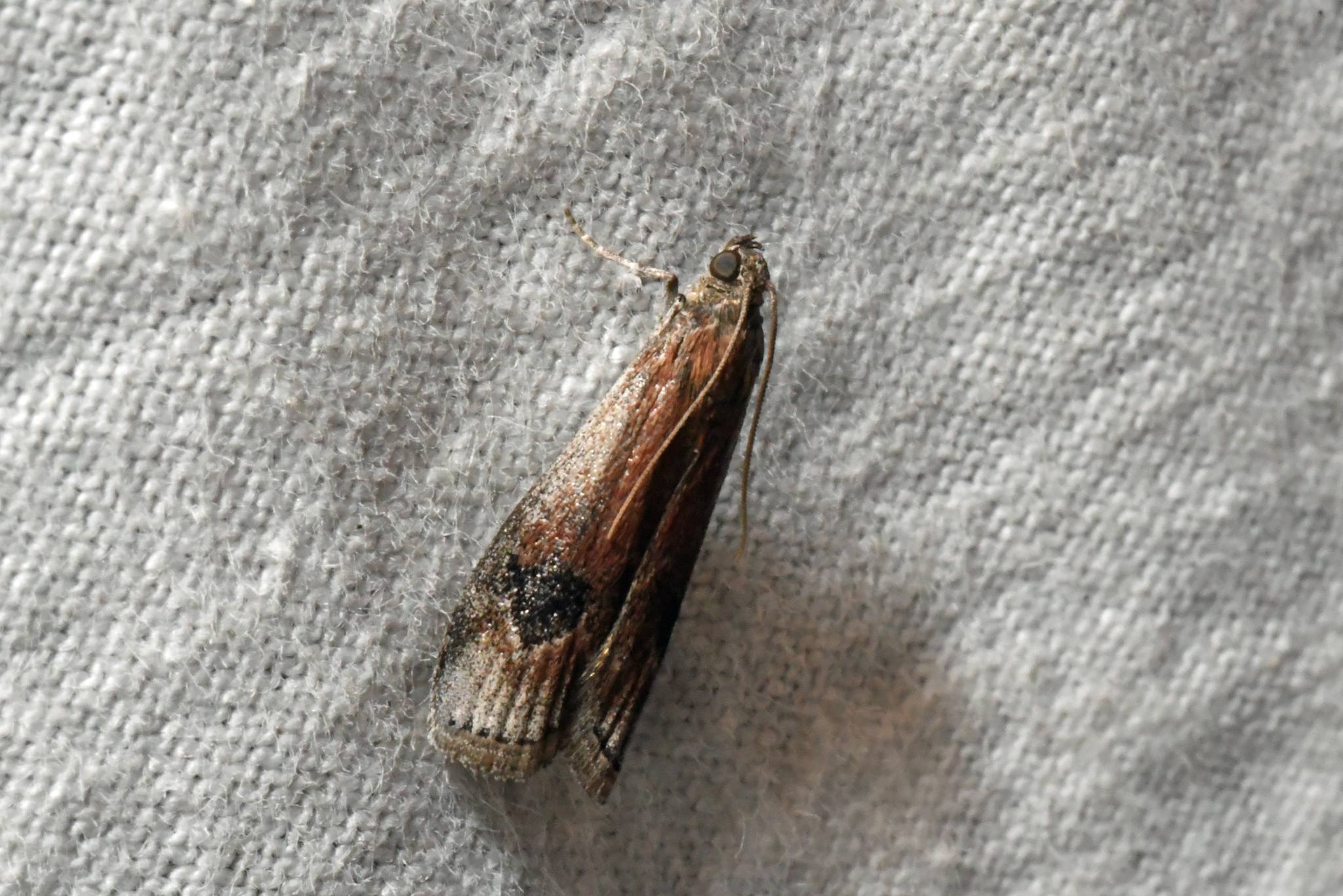 Euzophera semifuneralis
