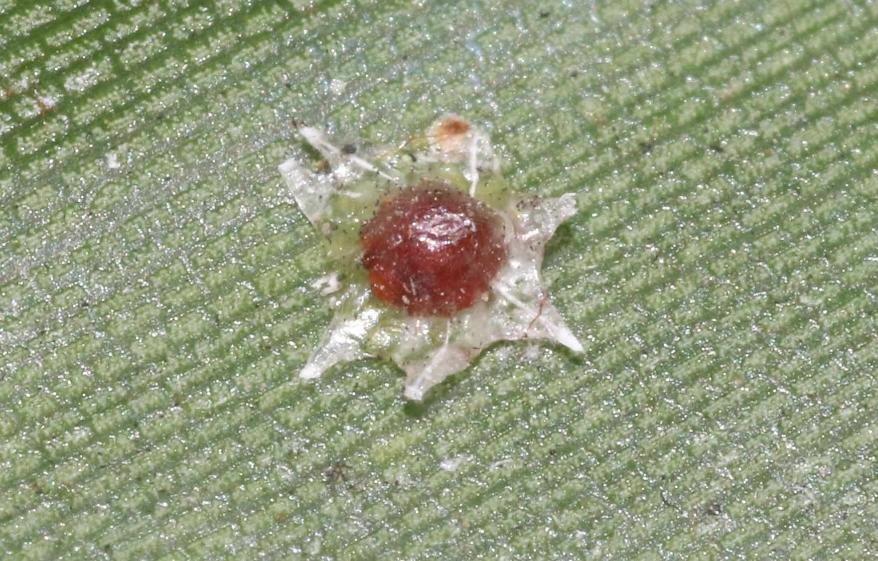Ceroplastes stellifer