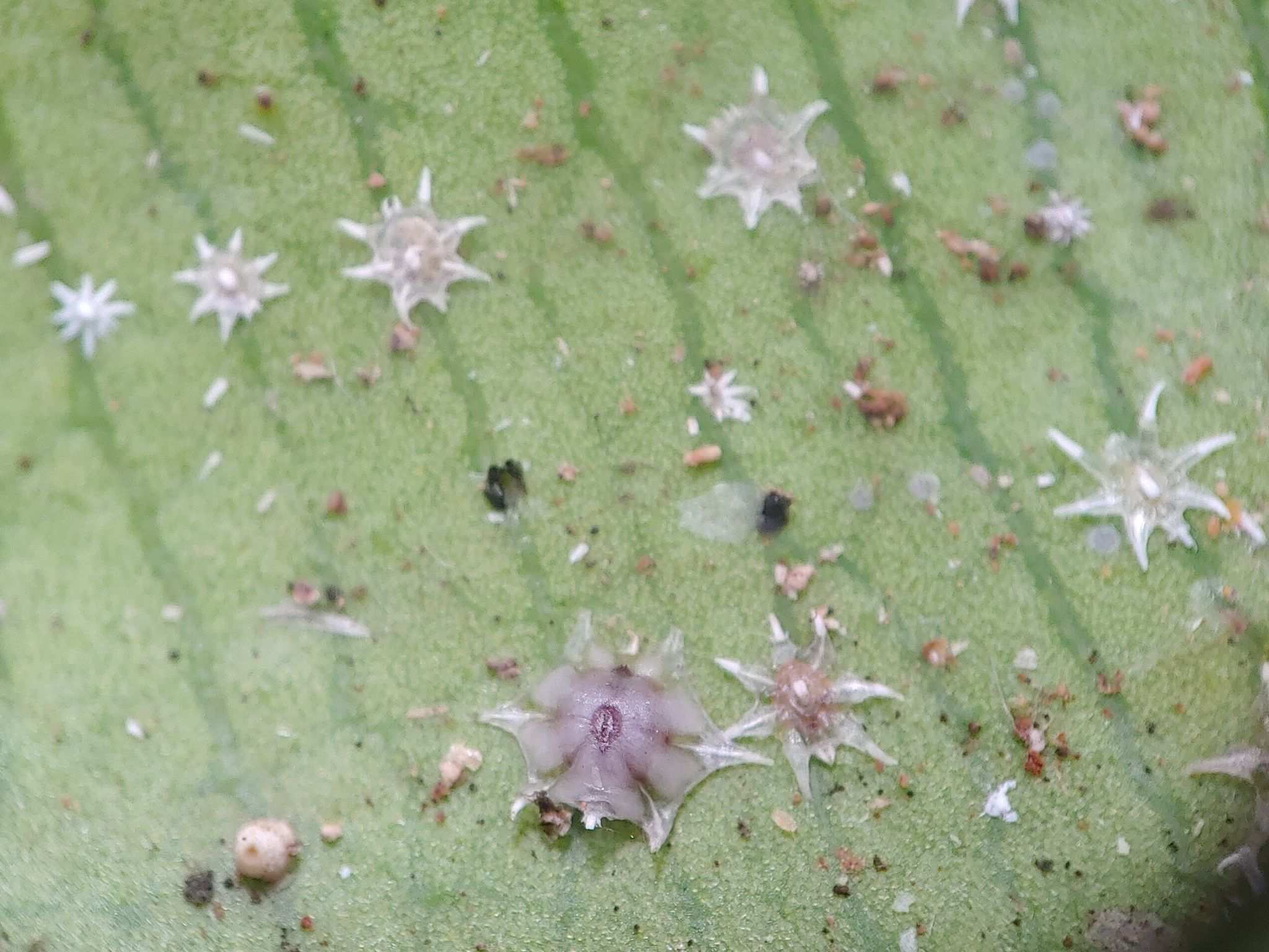 Ceroplastes stellifer
