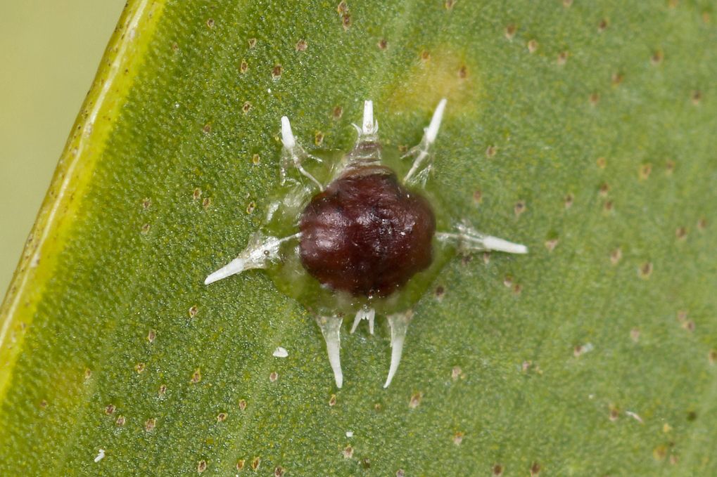 Ceroplastes stellifer