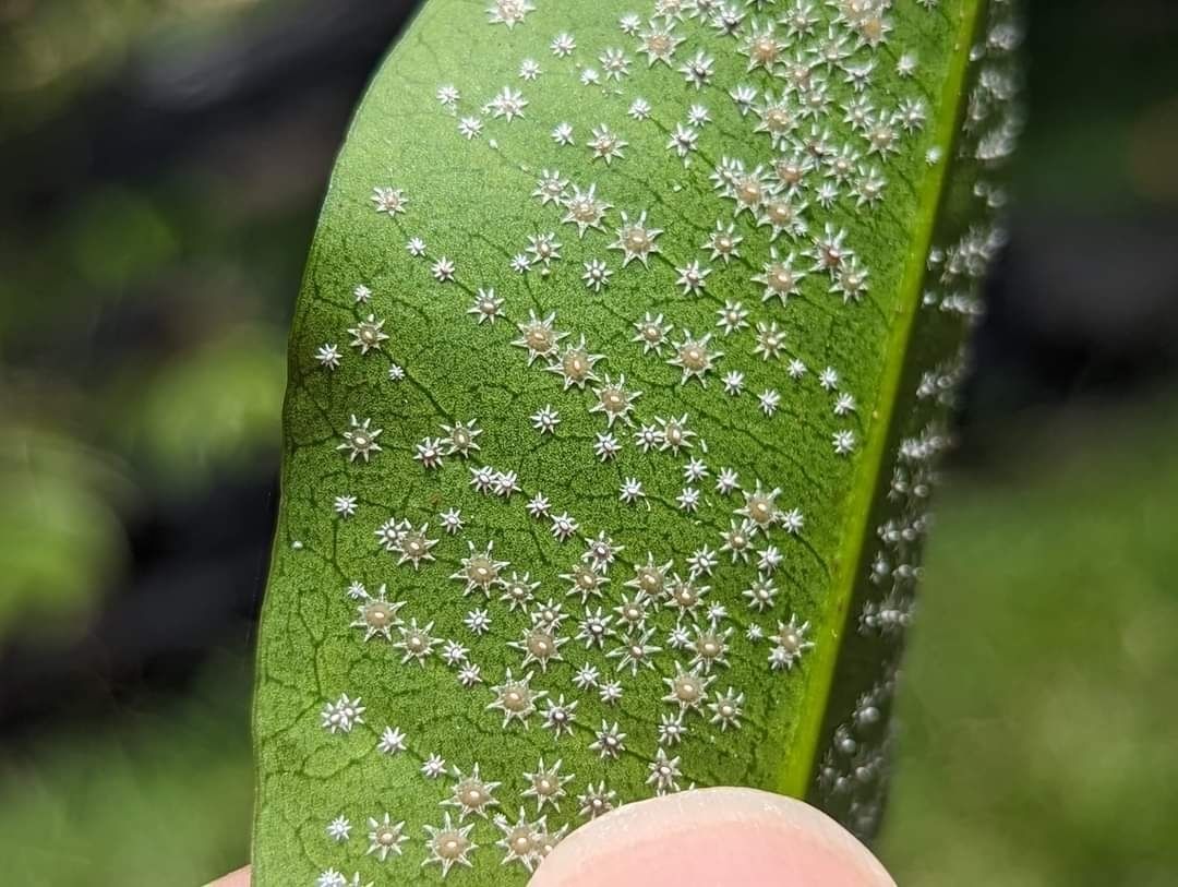 Ceroplastes stellifer