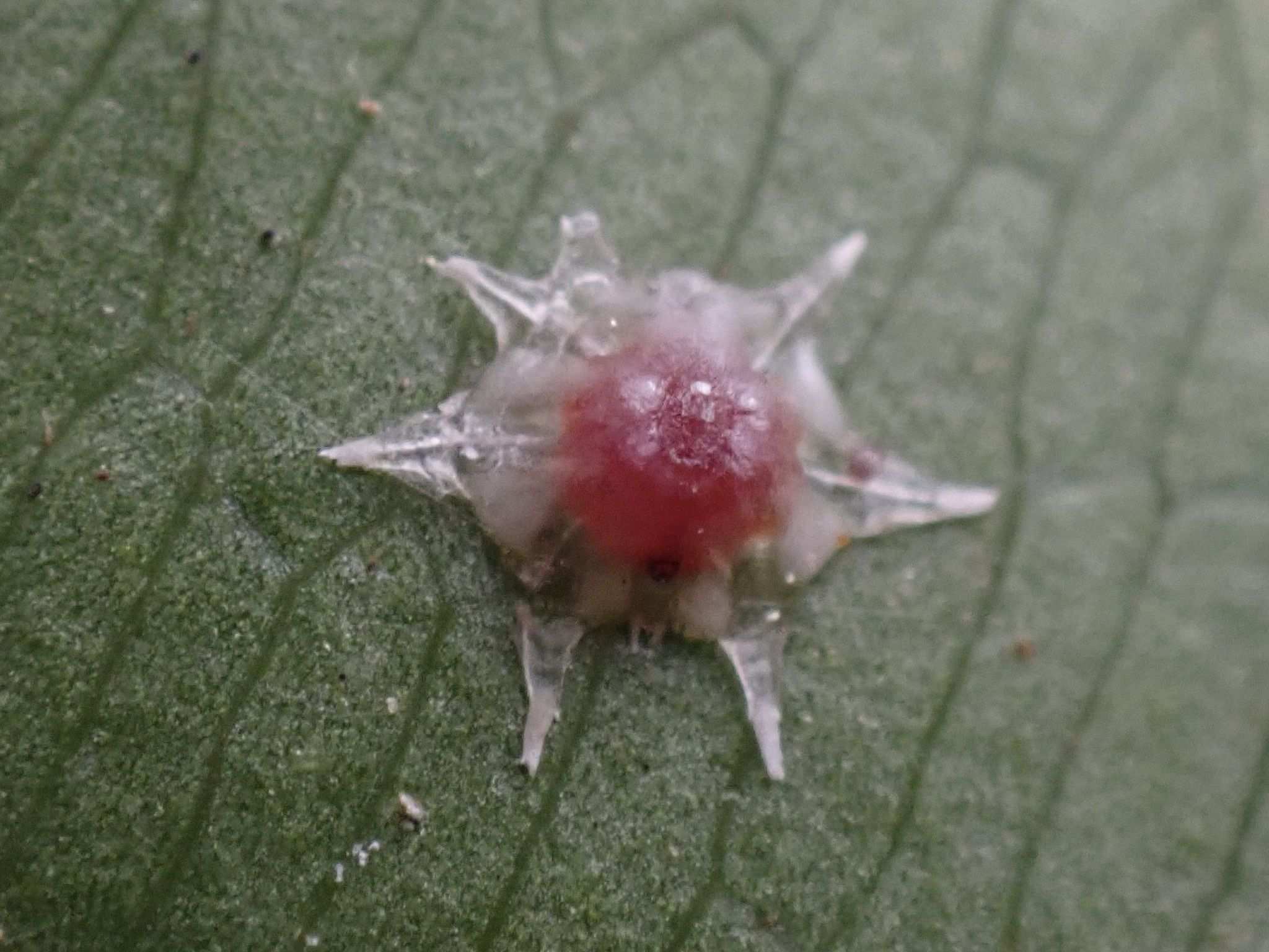 Ceroplastes stellifer